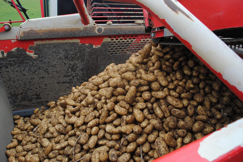 Aardappelen oogsten