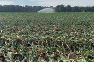 Slapende bieten: wat te doen bij droogte?