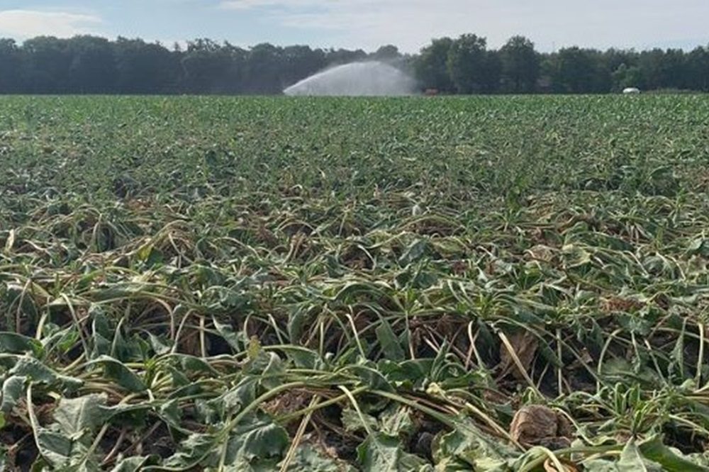 Slapende bieten: wat te doen bij droogte?
