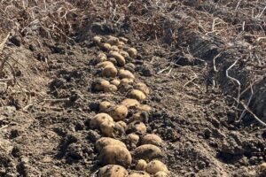 PotatoEurope 2025: Rooiveld klaar voor actie