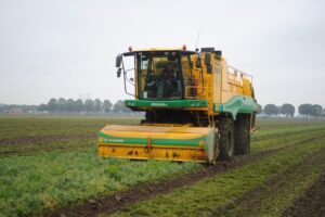 Vollegrondsgroente oogsten