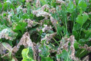 Bruine bladeren door bietenvlieg bestrijden heeft geen effect