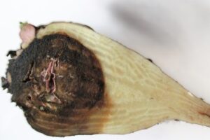 Hartrot in suikerbieten kent verschillende oorzaken