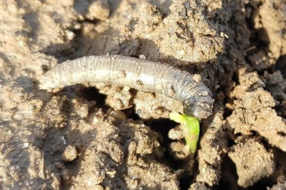 Voorkom schade door emelten in teeltseizoen 2026