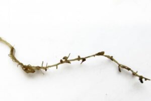 Pak wortelknobbelaaltjes aan met een resistent suikerbietenras