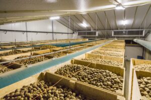 Kiest u voor bulk-of kistenbewaring?