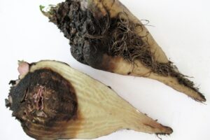 Beheersing van de bietenmot