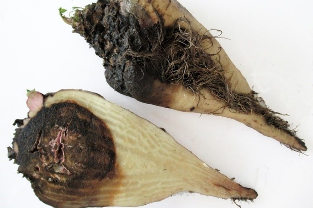 Beheersing van de bietenmot