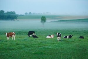 "Akkerbouw wordt vooral gezien als nuttig om veehouders van hun mest af te helpen"