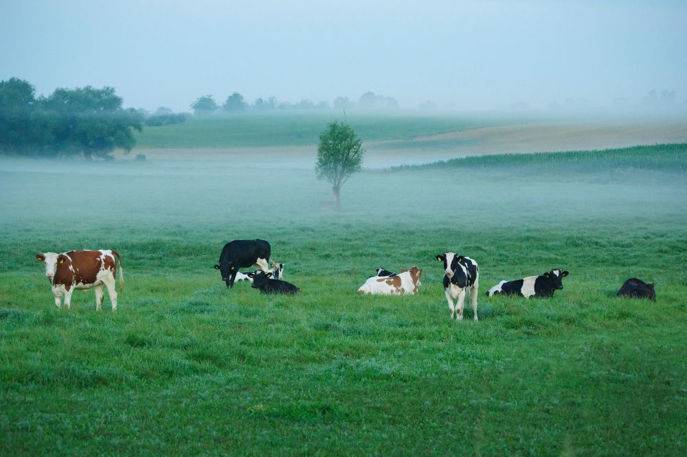 "Akkerbouw wordt vooral gezien als nuttig om veehouders van hun mest af te helpen"