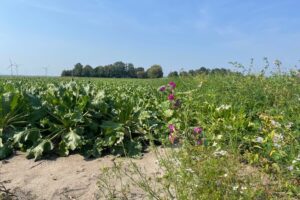 GLB-budget 2027: vergroening landbouw in de knel