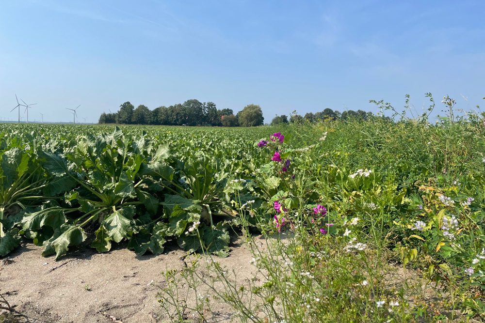 GLB-budget 2027: vergroening landbouw in de knel