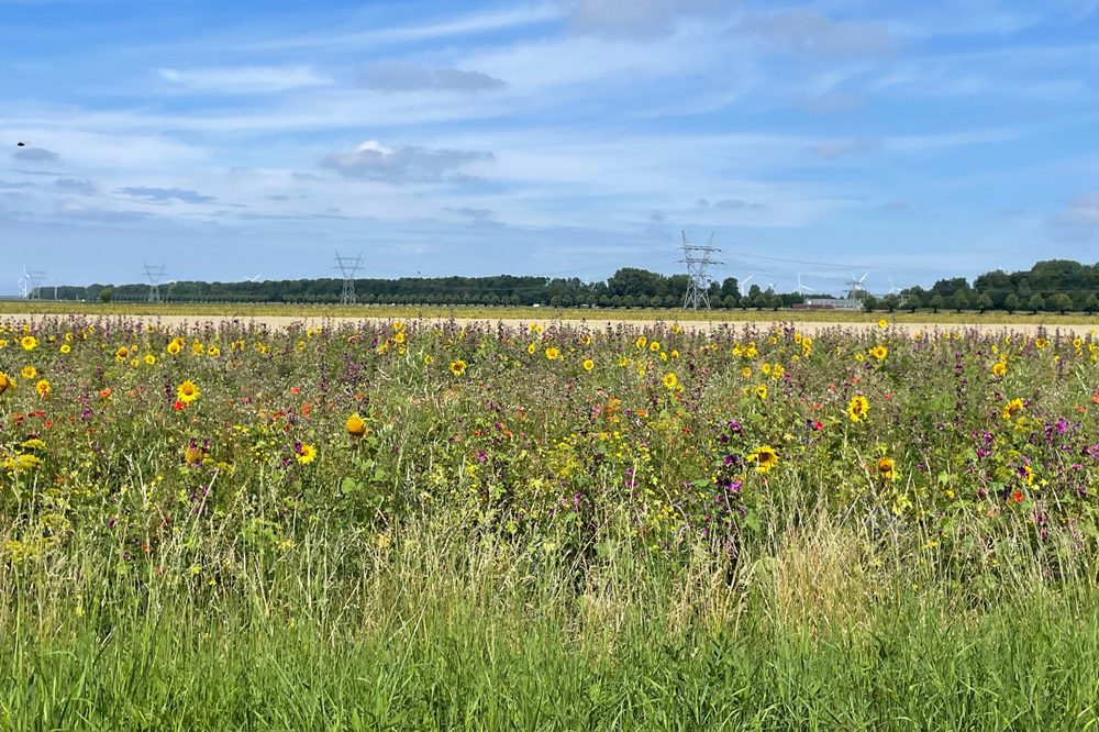 September is de perfecte tijd voor aanleg meerjarig gras-kruidenranden