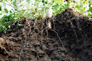 "Van humus tot hoofdteelt: nieuwe inzichten voor een vitale bodem"