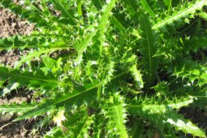 Inventarisatie schade en overlast distels en jakobskruiskruid