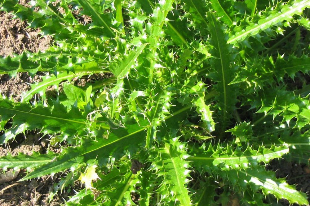 Inventarisatie schade en overlast distels en jakobskruiskruid