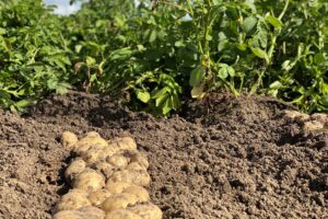 Waar gaat het met de handel naartoe?