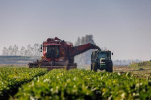 Bietencampagne 2025 van start: minder areaal, hogere opbrengst