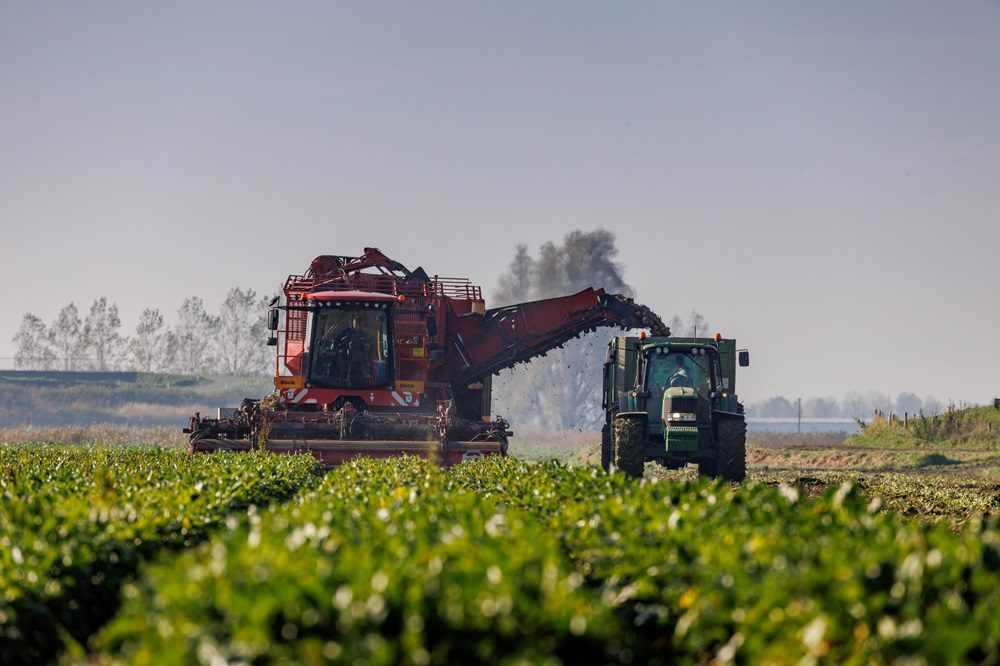 Bietencampagne 2025 van start: minder areaal, hogere opbrengst
