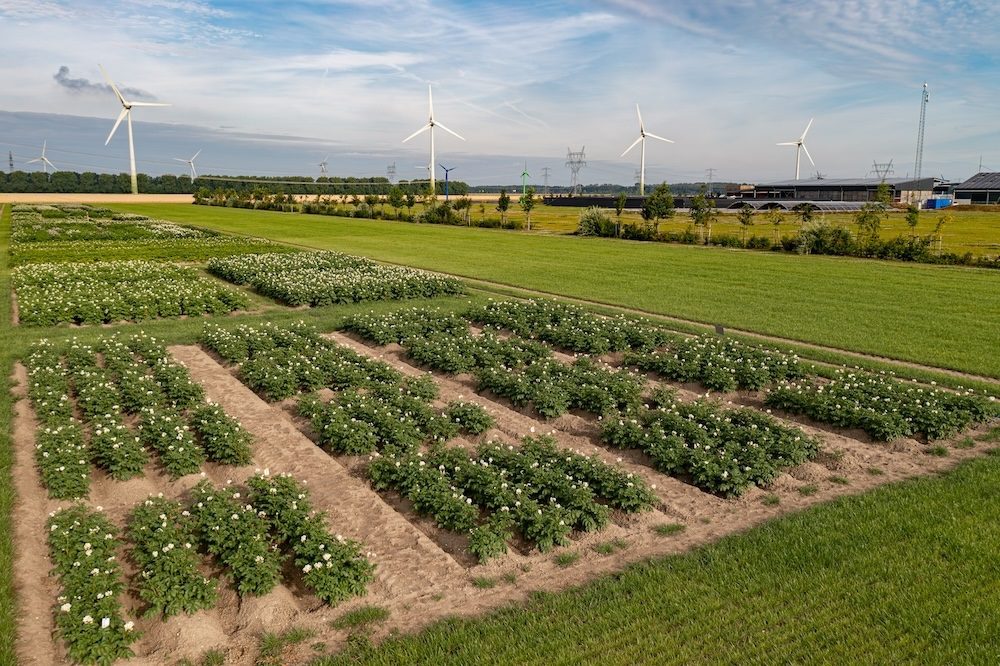 Bescherming en ondersteuning vanaf het poten
