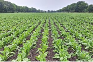 "Stabiele contractvoorwaarden vormen basis voor goed rendement"