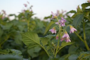 Stand van het gewas: Een blik op de markten