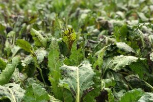 Ontwikkelingen bladschimmelbeheersing en naderende bietenoogst