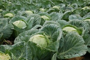 37 procent van de akkerbouwers verruimt de gewasrotatie