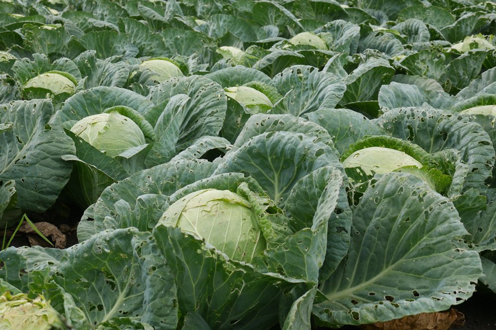 37 procent van de akkerbouwers verruimt de gewasrotatie