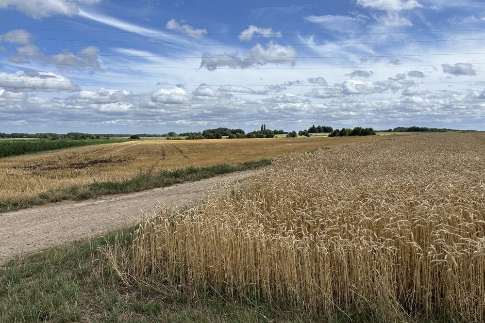 Marktinformatie grondstoffen: tarweprijzen onder druk