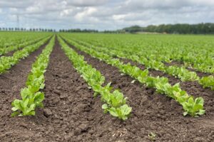 "Natuurlijke aanpak doet vaak niet onder voor chemie"