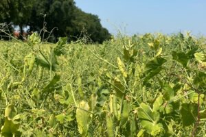 Gele erwten als gouden eiwitbron