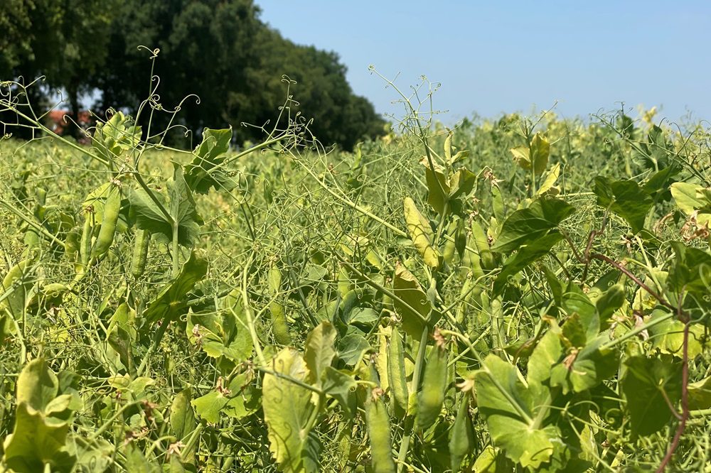 Gele erwten als gouden eiwitbron