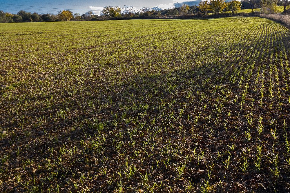 Marktinformatie grondstoffen: graanprijzen zoeken naar nieuw niveau