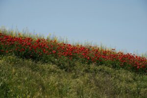 "Eco-regeling succesvol, maar kent nog uitdagingen"