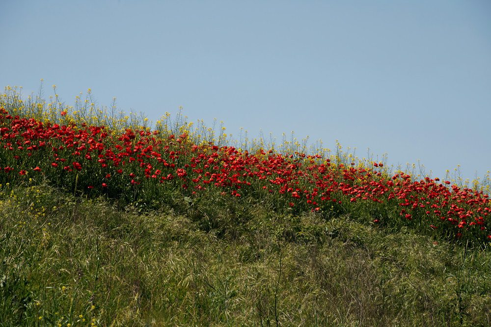 "Eco-regeling succesvol, maar kent nog uitdagingen"