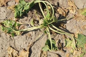 SBR aangetoond in suikerbieten in Nederland