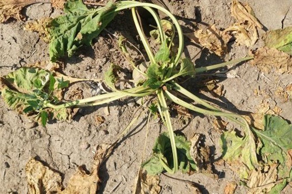 SBR aangetoond in suikerbieten in Nederland