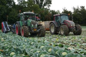 Vroeg ras van witte kool gaat het land af