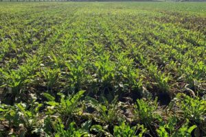 Bladschimmelbestrijding na half oktober niet meer rendabel