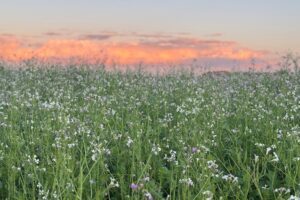 Hoe verbeteren we de bodemkwaliteit op de lange termijn?