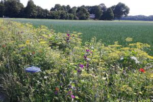 Onderzoek Functionele Agrobiodiversiteit voor plaagbestrijding in akkerbouw