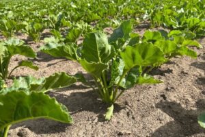 Cosun: classificatie suikerbieten strookt niet met de praktijk