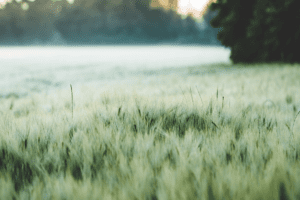 Duurzamer bier begint op het land