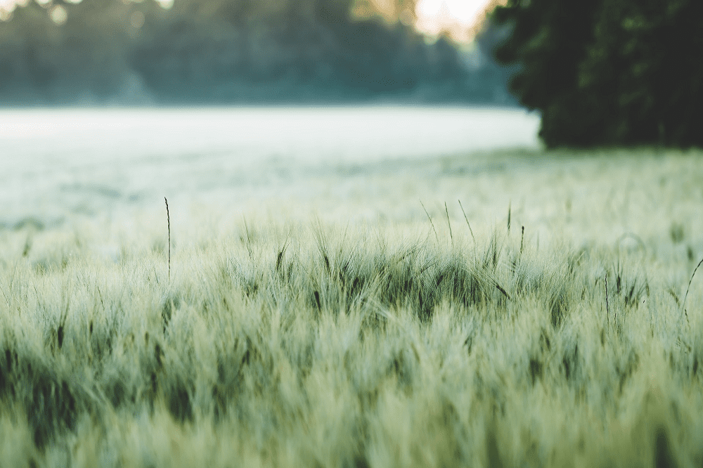 Duurzamer bier begint op het land