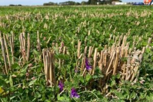 Pas nu je spuitschema aan voor geslaagde klaveronderzaai in 2026