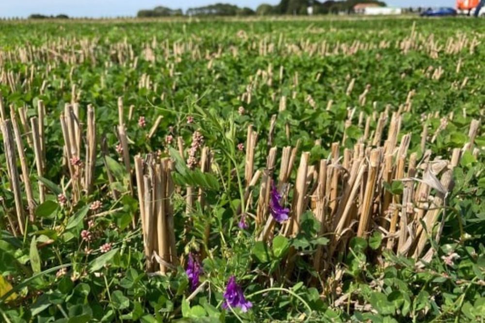 Pas nu je spuitschema aan voor geslaagde klaveronderzaai in 2026