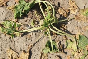 SBR aangetoond in suikerbieten: veel gestelde vragen en antwoorden