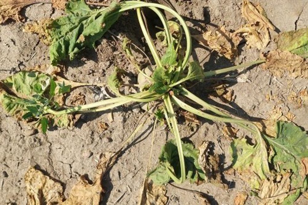 SBR aangetoond in suikerbieten: veel gestelde vragen en antwoorden