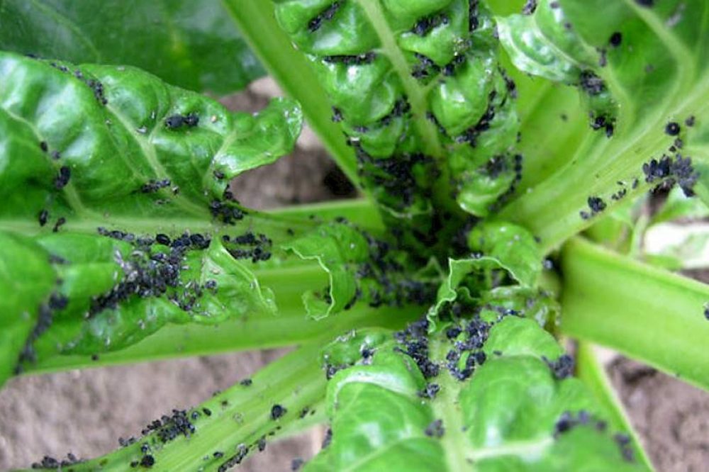 Sivanto Prime ook in 2026 inzetbaar voor bladluisbestrijding in suikerbieten